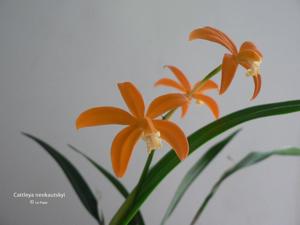 Cattleya neokautskyi