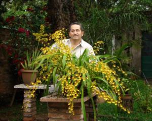 Oncidium sphacelatum