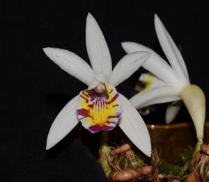 Pleione maculata