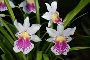 Miltoniopsis phalaenopsis