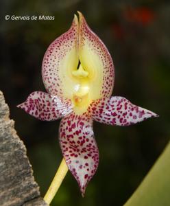 Bulbophyllum macranthum