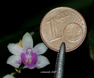 Phalaenopsis deliciosa