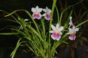 Miltoniopsis phalaenopsis