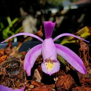 Pleione praecox