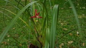 Maxillaria tenuifolia
