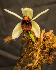 Coelogyne usitana