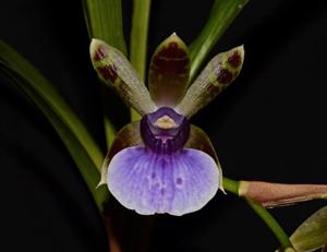 Zygopetalum maxillare