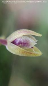 Acianthera auriculata