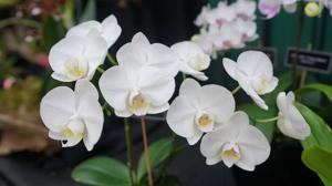 Phalaenopsis formosana