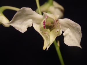 Dendrobium rhodostictum