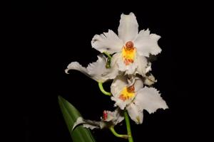 Oncidium alexandrae