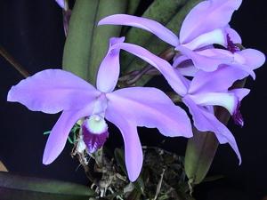 Cattleya perrinii