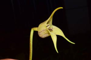 Masdevallia coriacea