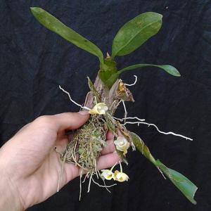 Dendrobium compressum