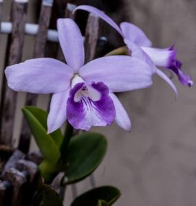 Cattleya sincorana