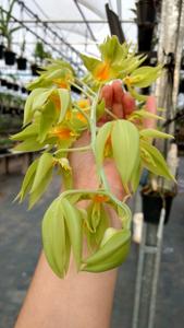 Catasetum triodon