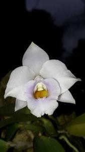 Cattleya alaorii