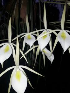 Brassavola tuberculata