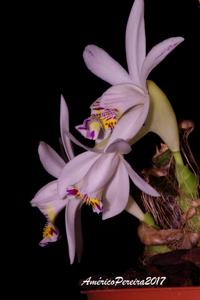 Pleione maculata