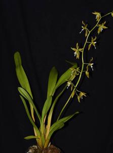 Oncidium manuelariasii