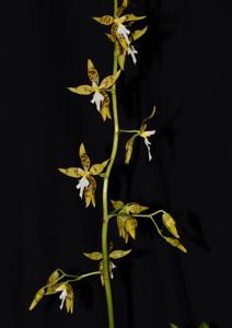 Oncidium manuelariasii