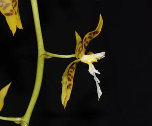 Oncidium manuelariasii