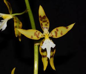 Oncidium manuelariasii