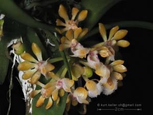 Gastrochilus obliquus