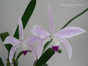 Cattleya perrinii
