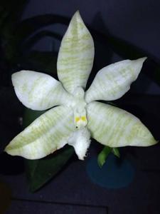 Phalaenopsis hieroglyphica