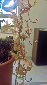 Cycnoches maculatum