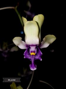 Dendrobium violaceoflavens