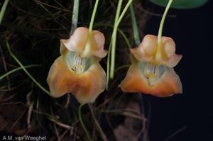 Masdevallia prodigiosa