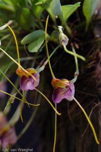 Masdevallia patriciana