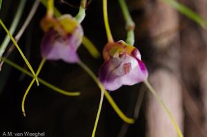 Masdevallia patriciana