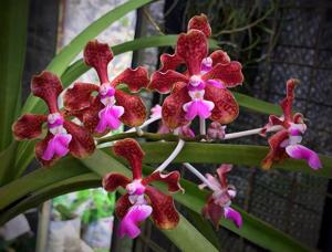 Vanda tricolor var. tricolor