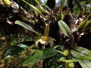 Bulbophyllum lobbii subsp. siamense