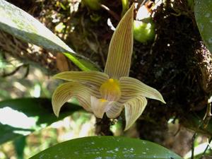 Bulbophyllum lobbii subsp. siamense