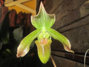 Paphiopedilum javanicum