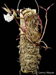 Epidendrum hugomedinae