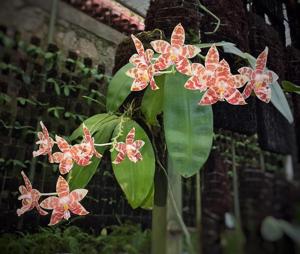 Phalaenopsis amboinensis