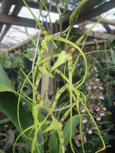 Brassia arcuigera