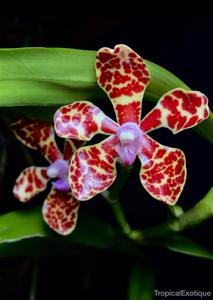 Dimorphorchis breviscapa