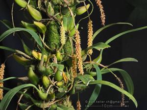 Bulbophyllum careyanum