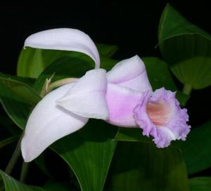 Sobralia decora