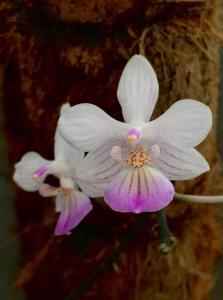 Phalaenopsis lindenii