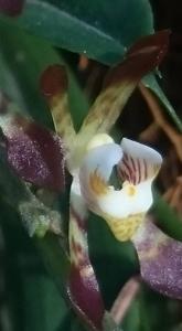 Sarcochilus dilatatus