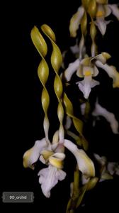 Dendrobium strepsiceros