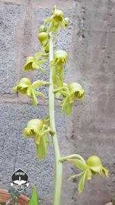 Catasetum gardneri