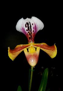 Paphiopedilum gratrixianum